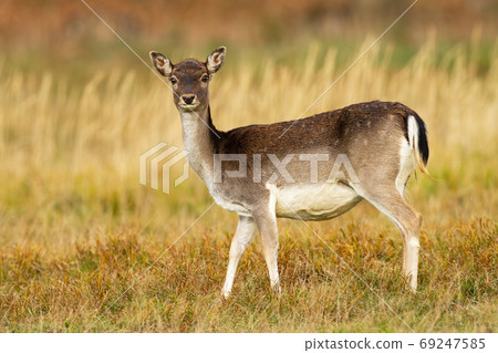 Fallow deer hind facing camera on meadow in autumn nature 69247585