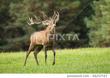 Magnificent red deer stag roaring on meadow in autumn. 69247587