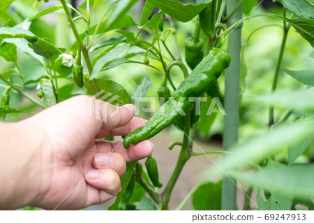 甘藷豆的栽培和收穫（6月）家庭花園 69247913