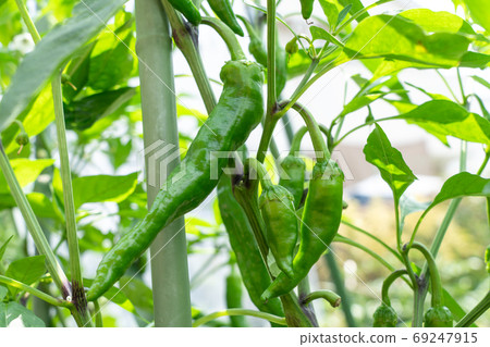 甘藷(甜椒)栽培(6月)家庭花園 甘藷(甜椒)栽培(6月)家庭花園 69247915