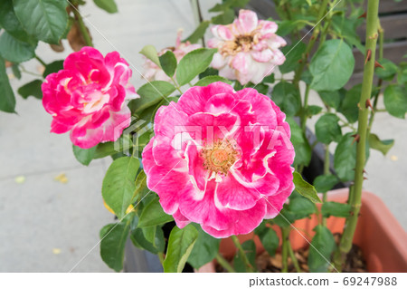 Blooming rose Blooming rose 69247988