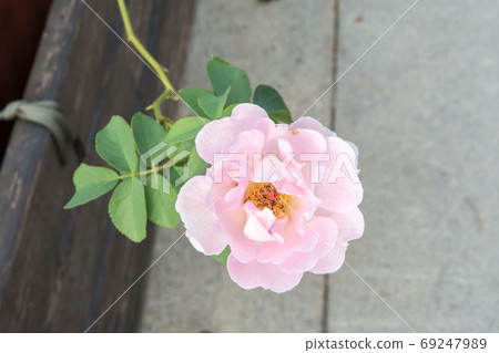 Blooming rose Blooming rose 69247989