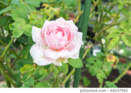 Blooming rose 69247993