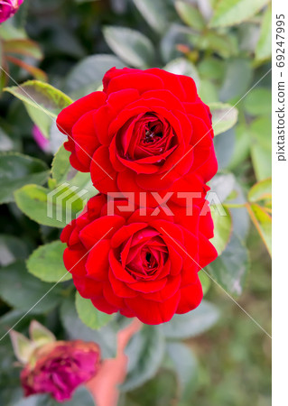 Blooming rose Blooming rose 69247995