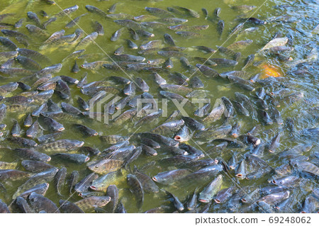 Tilapia, valuable fisilapia, valuable fish, tasty food, the market needs economic value. It was raised in a pond and fed the pellets to grow faster. Suitable for farming in the agricultural industry. Tilapia, valuable fisilapia, valuable fish, tasty food, the market needs economic value. It was raised in a pond and fed the pellets to grow faster. Suitable for farming in the agricultural industry. 69248062