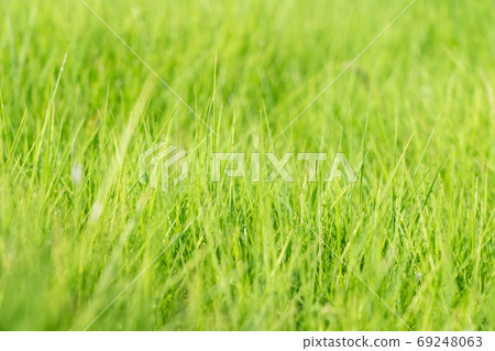 Bright green grass background environmental image Bright green grass background environmental image 69248063