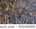 Tilapia, valuable fisilapia, valuable fish, tasty food, the market needs economic value. It was raised in a pond and fed the pellets to grow faster. Suitable for farming in the agricultural industry. 69248066