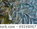 Tilapia, valuable fisilapia, valuable fish, tasty food, the market needs economic value. It was raised in a pond and fed the pellets to grow faster. Suitable for farming in the agricultural industry. 69248067