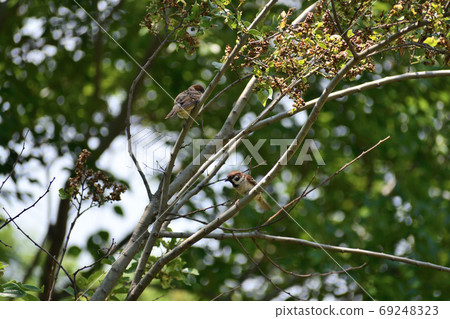 兩隻麻雀棲息在一棵樹上 69248323