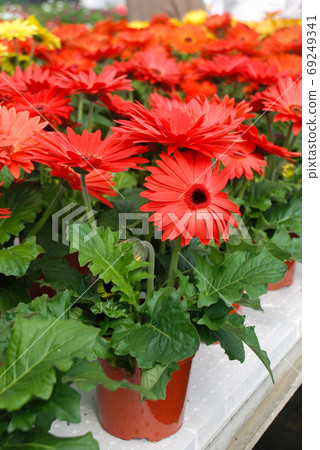 Red colour Gerbera daisy. Gerbera plant in pot on the table. 69249341