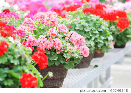 Blurry impatiens in potted, scientific name Impatiens walleriana Blurry impatiens in potted, scientific name Impatiens walleriana 69249348