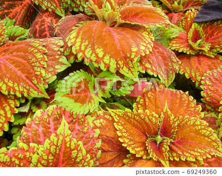 Red green leaves of the coleus, Plectranthus scutellarioides Red green leaves of the coleus, Plectranthus scutellarioides 69249360
