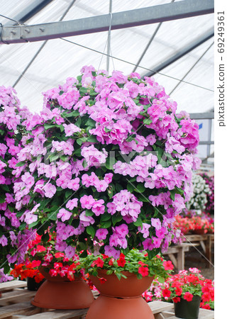 impatiens in potted, scientific name Impatiens walleriana flower impatiens in potted, scientific name Impatiens walleriana flower 69249361