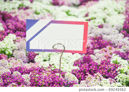 Blurry Alyssum flowers. Alyssum in sweet colors. Alyssum in a bl Blurry Alyssum flowers. Alyssum in sweet colors. Alyssum in a bl 69249362