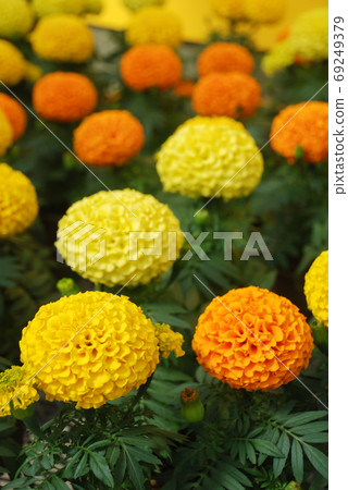 Marigolds Mixed Color (Tagetes erecta, Mexican marigold) 69249379