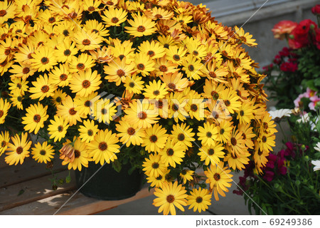 Yellow osteospermum or dimorphotheca flowers, Yellow flowers 69249386