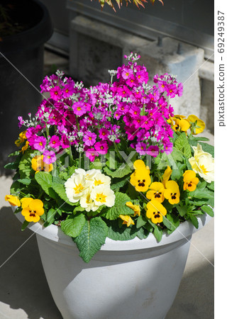 Mixed Flower Pansies closeup of a colorful pansy flower Mixed Flower Pansies closeup of a colorful pansy flower 69249387