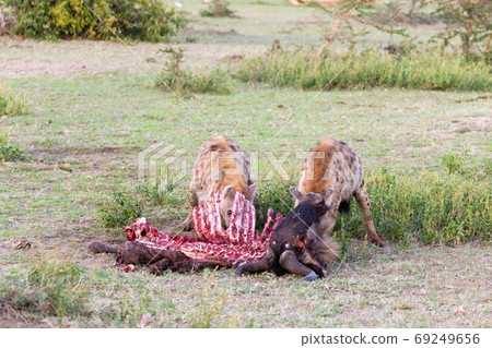 Hyenas eating wildebeest, Serengeti National Park, Hyenas eating wildebeest, Serengeti National Park, 69249656