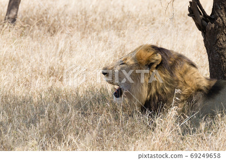 Lion at Serengeti National Park,  Tanzania, Africa 69249658