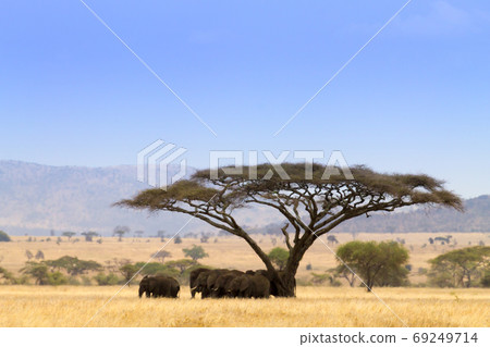 Serengeti National Park landscape, Tanzania, 69249714