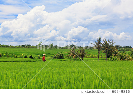 Beautiful view of Balinese green rice growing on field terraces Beautiful view of Balinese green rice growing on field terraces 69249816