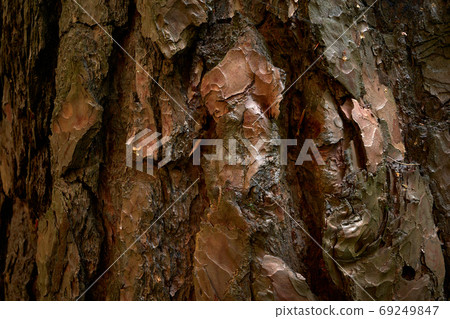 Relief bark of old pine - Pinus sylvestris, lined with bizarre furrows. Close up photo 69249847
