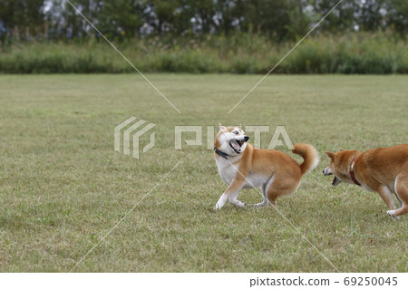 Shiba Inu playing in the field 69250045