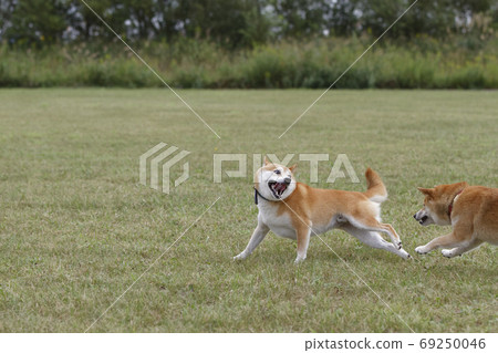 Shiba Inu playing in the field 69250046