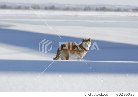 Freezing shiba inu Freezing shiba inu 69250053