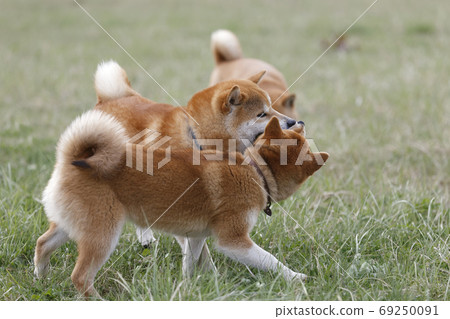 Shiba Inu playing in the field 69250091