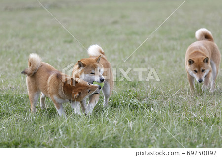 Shiba Inu在外地玩 Shiba Inu在外地玩 69250092