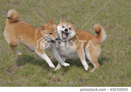 Shiba Inu在外地玩 69250093