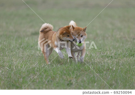 Shiba Inu在外地玩 69250094