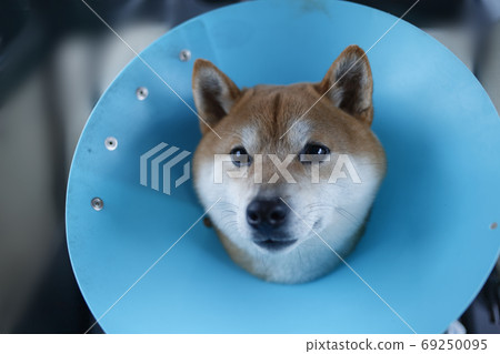 Shiba Inu穿著伊麗莎白項圈 69250095