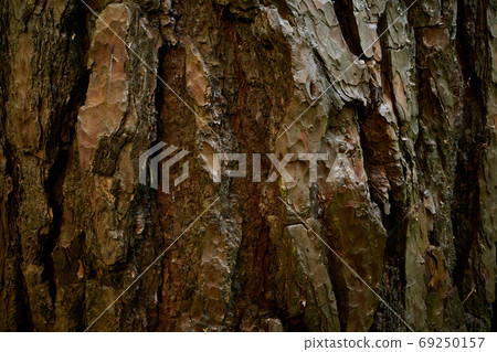 Relief bark of pine tree. Rough surface of age wood trunk. Close up image. Textured, uneven, dry skin of aged pine tree Relief bark of pine tree. Rough surface of age wood trunk. Close up image. Textured, uneven, dry skin of aged pine tree 69250157