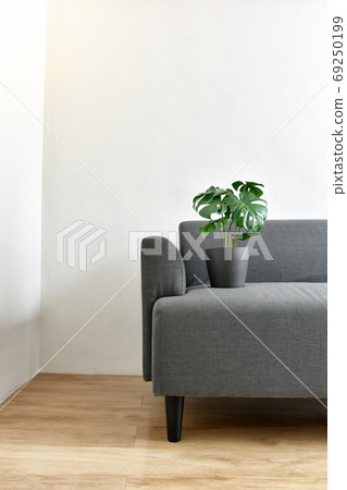 Artificial plant, Philodendron monstera planted on sofa, Indoor tropical houseplant for home 69250199