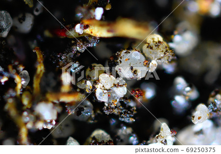 Bleached sand in decomposing organic matter 69250375