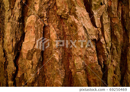 Pinus sylvestris. Bark of aged pine tree. Cooper color. Close-up picture. A relief, rugged, grunge peel of old coniferous tree Pinus sylvestris. Bark of aged pine tree. Cooper color. Close-up picture. A relief, rugged, grunge peel of old coniferous tree 69250469