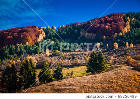 colorful trees in fall in Apuseni mountains, Romania colorful trees in fall in Apuseni mountains, Romania 69250489