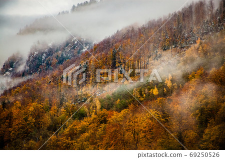 foggy forest background in autumn foggy forest background in autumn 69250526