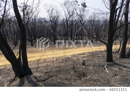Burnt gum trees due to bushfire in regional Australia Burnt gum trees due to bushfire in regional Australia 69251351