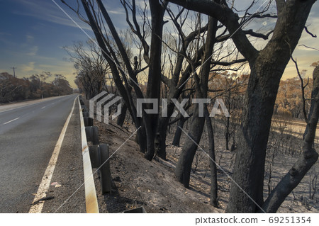 Burnt gum trees due to bushfire in regional Australia Burnt gum trees due to bushfire in regional Australia 69251354
