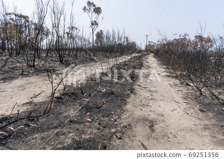Burnt gum trees due to bushfire in regional Australia Burnt gum trees due to bushfire in regional Australia 69251356