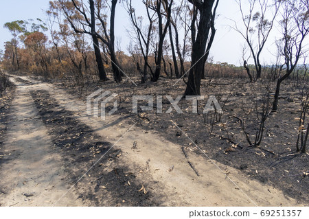 Burnt gum trees due to bushfire in regional Australia Burnt gum trees due to bushfire in regional Australia 69251357