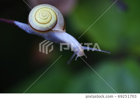Snail close-up image 69251703
