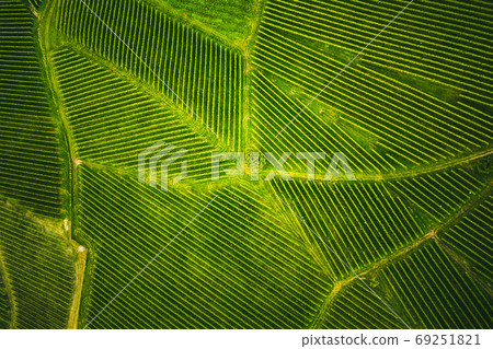 Aerial view at rows of grape vines vineyard South Styria , Austria 69251821