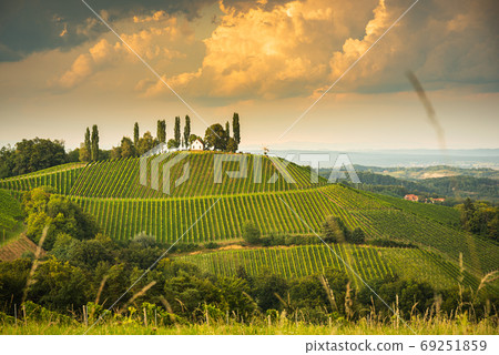 Vineyard on an Austrian countryside, Styrian Tuscany Vineyard on an Austrian countryside, Styrian Tuscany 69251859
