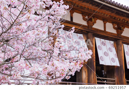 ory寺櫻花和大型禮堂春季風景（奈良縣生駒郡五十嵐町）2020年4月 69251957