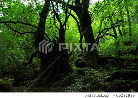 苔蘚林木 69251989