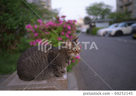 Cat and azalea 69252145